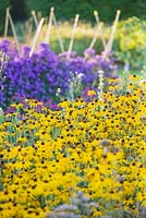 Rudbeckias and asters in the trial beds. Waterperry Gardens, Oxfordshire