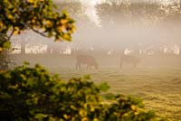 View in autumn across river thame to cattle, at dawn. Waterperry Gardens, Oxfordshire