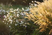 Trial beds at dawn with Anemone x hybrida 'Andrea Atkinson' and Calamagrostis brachytricha. Waterperry Gardens, Oxfordshire
