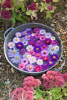 Asters in autumn beside stipa tenuissima and sedums floating in metal bowl. Waterperry Gardens, Oxfordshire. Styling by Jacky Hobbs