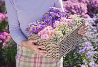 Woman holding basket of cut flowers including Aster 'Violet Queen', Aster 'Schone Von Dietlikon', Aster 'Harringtons Pink' and Aster 'Sulphurea' 