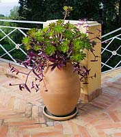 Terracotta contaienr on patio planted with Aeonium Arboreum and Tradescantia Pallida 