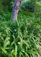 Nephropelis Cordifolia in shade 