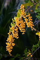 Duranta plumerii - yellow berries