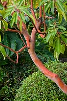 Arbutus Glandulosa - with red bark 