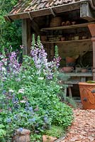 Mixed planting with Digitalis purpurea, Corydalis and Aqualegia 'Black Barlow', with abondoned Potter's Shed and pathway made of potsherds. Dial A Flight, RHS Chelsea Flower Show 2014. 