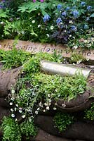 Erigeron karvinskianus and Asplenium trichomanes planted among military burlap sandbags. The DialAFlight Potter's Garden. RHS Chelsea Flower Show 2014. 
 