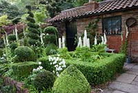 Buxus sempervirens common box- Lupinus Noble Maiden - Band of noble series and climbing rose Rosa 'Adelaide d'Orleans' The Topiarist's Garden 