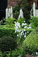 View of  topiaries:  buxus sempervirens  and Taxus and white flowers - The Topiarist's Garden