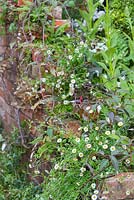 Brick wall planted with Bellis perennis and Ferns. The Topiarist's Garden