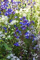 Planting detail of Anchusa azurea 'Loddon Royalist', Anthriscus sylvestris 'Ravenswing' and Aquilegia 'Green Apples' in The Viking Cruises Norse Garden