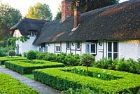 The formal garden of clipped box and lollipop variegated holly with thatched cottage behind