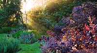 Sunrise in cottage garden - borders with Cotinus Coggygria 'Royal Purple' 