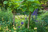 Bench beside lawn in the circle garden seen through phlomis and paulonia tomentosa 