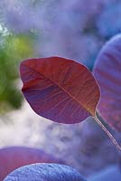 Cotinus Coggygria 'Royal purple' The smoke bush 