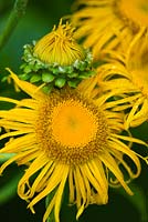 Telekia speciosa syn Buphthalmum speciosum - yellow ox-eye daisy, heartleaf oxeeye