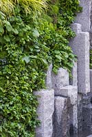 Vertical planting of Hedera helix 'Wonder', Soleirolia soleirolii, Acorus gramineus 'Ogon', Hosta 'Halcyon', Pachysandra terminalis, Polystichum aculeatum and Geum rivale with crafted stone feature. The Mind's Eye garden for the RNIB, gold medal winner. RHS Chelsea Flower Show 2014. 