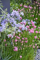 Border planting of Allium schoenoprasum and Phlox divaricata 'Clouds of Perfume'. The Mind's Eye garden for the RNIB, gold medal winner. RHS Chelsea Flower Show 2014. 