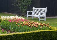 The cutting garden with tulips gavota, mariette and ivory floredale in box hedge and white bench behind