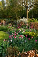 Border beside a lawn with pink tulips, sedum and box