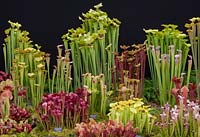 Sarracena display - Chelsea RHS flower show 2014 Carniverous plants - Matthew Soper of Hampshire Carniverous plants, gold medal winner 