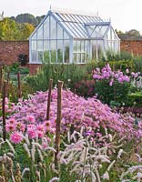 Autumn border in pink with Chrysanthemum 'Clara Curtis', Pennisetum orientalis, Dahlia 'Hillcrest Royal' and greenhouse. Ulting Wick, Essex