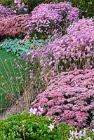 Autumn border in pink with Dahlia 'Princess Park', Aster 'Jenny', Chrysanthemum 'Clara Curtis', Sedum 'Autumn joy', Gaura 