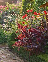 Box edged border at dawn with Pennisetum Thunbergii 'Red Buttons', Amaranthus 'Velvet curtains', Dahlias 