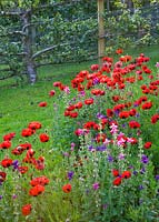 Ladybird poppies - Papaver commutatum, caucasian scarlet poppy - in the kitchen garden. Painswick Rococo Garden, Gloucestershire 