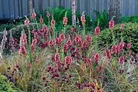 Border with Verbascum 'Petra', Aquilegia 'Ruby Port' and Anemanthele lessoniana. 
