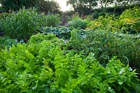 The vegetable garden. Moors meadow garden and nursery, Herefordshire
