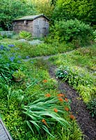 Path leading to wooden shed with crocosmias and agapanthus. Moors meadow garden and nursery, Herefordshire