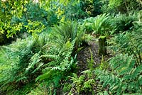 The fernery 
