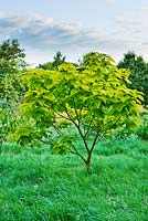 Catalpa bignonioides 'Aurea' (India Bean tree). Moors meadow garden and nursery, Herefordshire 