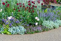 Colourful herbaceous bed with Thymus Dahlia Rosa and Campanula by smooth gravel path 