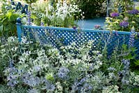 Blue painted trellis with seating area and planted with Lupinus, Eryngium xzabelii 'Jos Eijking' Eryngium gigantium Silver Ghost, Hydrangea, Hosta and Perovskia in the Willow Pattern garden 