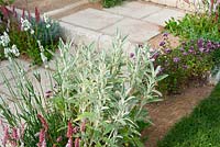 Sandstone paving path and step by perennial border in The Precious Resources Garden at RHS Tatton Flower Show 2013