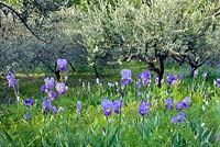 Olive grove with Iris pallida dalmatica
