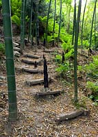 Phylostachys Edulis in the valley with wooden steps up slope thorough ferns and bamboo 