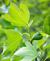 Ficus - fig