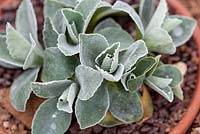 Primula auricula 'Old Yellow Dusty Miller'