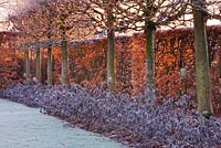 Winter garden in frost - view along the lime allee at dawn with clipped beech hedge, Tilia platyphyllos 'Rubra' and sage