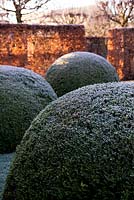 Winter garden in frost - the font garden with massive clipped box balls and beech hedging. 