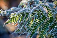 Close up a frosted backlit fern 