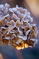 Hydrangea Paniculata 'Vanille Fraise' 