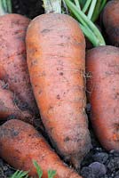 Daucus carota 'Caracas' - Freshly lifted carrots  