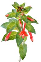 Fuchsia sanctae-rosae. Also known as Fuchsia boliviana Britton 