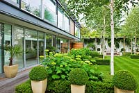 Modern garden with lawn, beds of Hydrangea 'Annabelle' , Betula jacquemontii - The Glass House, Petersham-  Architects Terry Farrell Partners - Garden design by Sallis Chandler