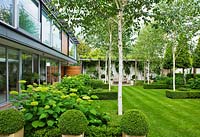 Modern garden with lawn, beds of Hydrangea 'Annabelle' ,  Betula jacquemontii and the house - The Glass House - Architects Terry Farrell Partners - Garden design by Sallis Chandler