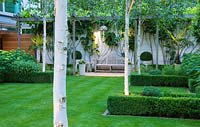 Modern garden with lawn, Box edged beds and Betula utilis 'Jacquemontii' - The Glass House - Architects Terry Farrell Partners - Garden design by Sallis Chandler